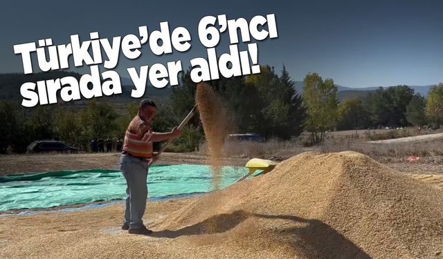 Sinop, çeltik üretiminde öne çıktı