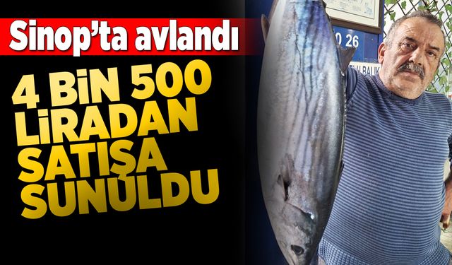 Sinop’ta torik bolluğu balıkçıların yüzünü güldürdü