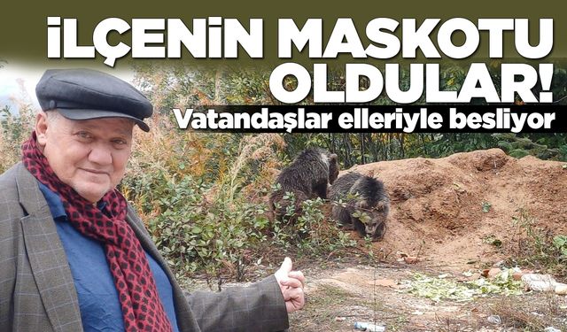 Annelerini kaybeden yavru ayılara vatandaş sahip çıktı