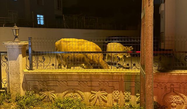 Sinop’ta başıboş inekler sokakları mesken tuttu!