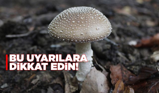 Uzmanlar uyarıyor: Mantar zehirlenmelerine dikkat!
