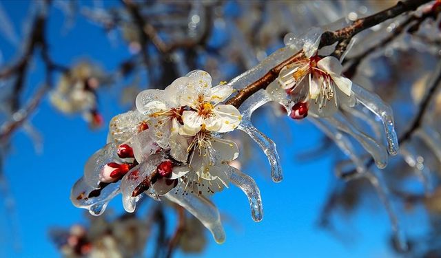 Zirai dondan etkilenen çiftçilere destek ödemesi