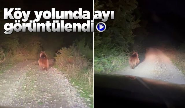 Sinop'ta köy yolunda koşan ayı görüntülendi