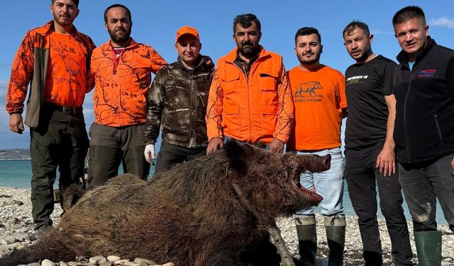 Sinop’ta köylülere zarar veren domuz avlandı