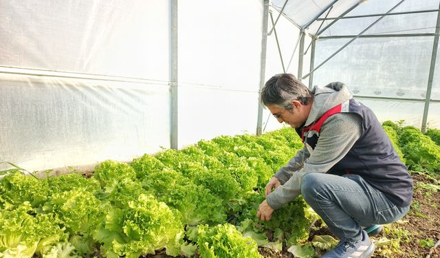 Yüzde 70 hibeli seralarda ilk hasat başladı