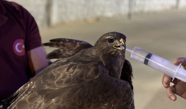 Sinop'ta yaralı bulunan şahin tedavi altında