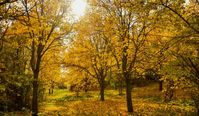Dut bahçeleri sonbahar renkleriyle bezendi