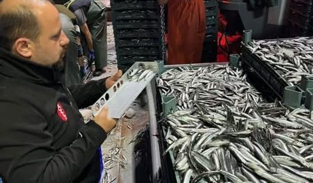 Hamsi denetimleri sürüyor