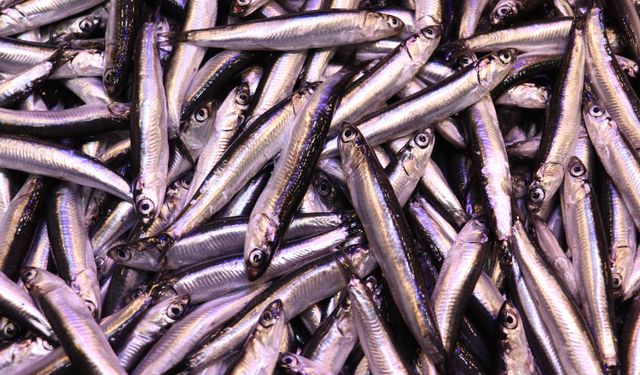 Hamsinin kilogramı 100 liraya yükseldi