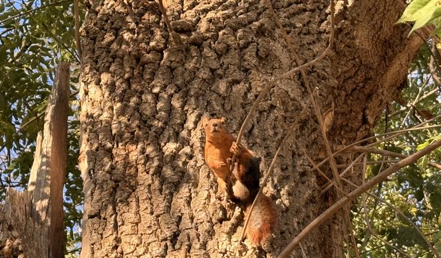 Mesire alanında sincaplar görüntülendi