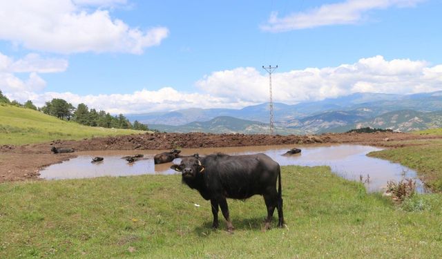 Ordu, Halk Elinde Anadolu Mandası Islahı Projesi kapsamına alındı
