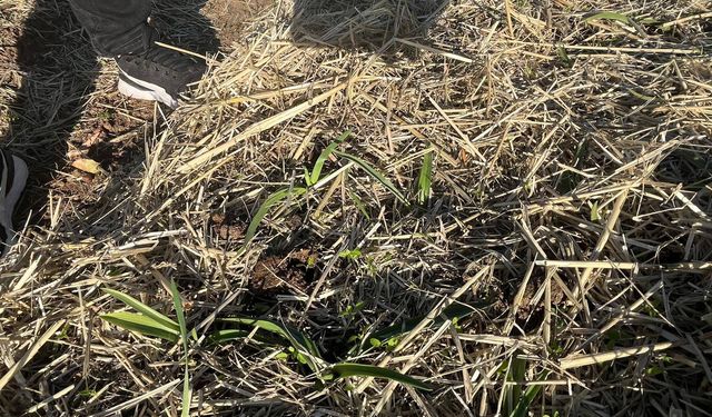 Samsun'da salep üretim alanlarına denetim