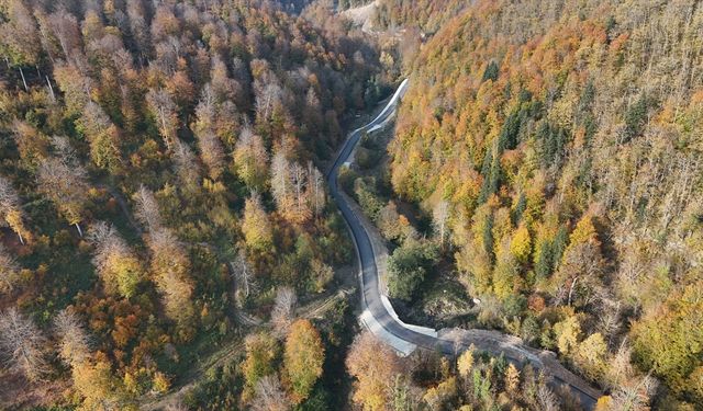 Sinop ormanlarında sonbahar renkleri