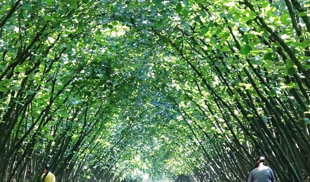 63 yatırımcıya fındık hasat filesi hibesi