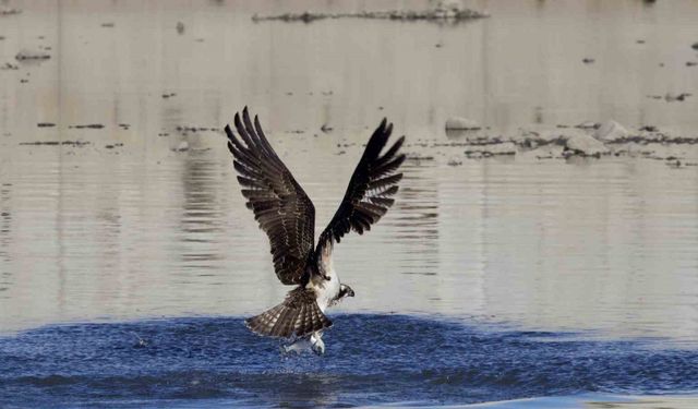 Avlanan balık kartalları görüntülendi