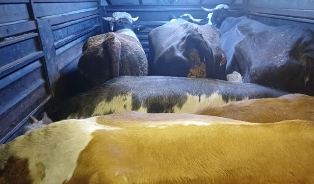 Büyükbaş hayvan çalarak mandıra çalışanını alıkoydular