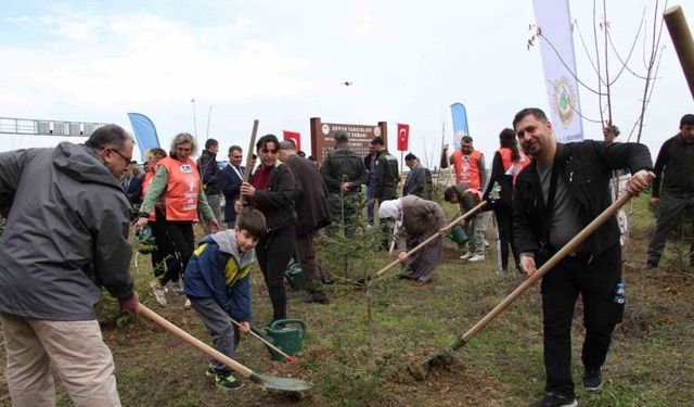 Gerze'de fidanlar şehit orman görevlileri anısına dikildi