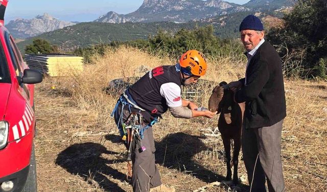 Kayaya sıkışan keçiye kurtarma operasyonu