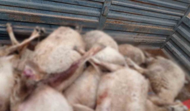 Kurtlar sürüye saldırdı, 30 küçükbaş ile 1 köpek telef oldu