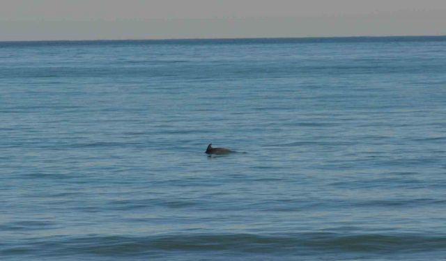 Ordu’da yunusların balık avı kamerada