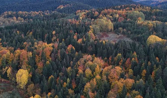 Sinop ormanlarında sonbahar güzelliği