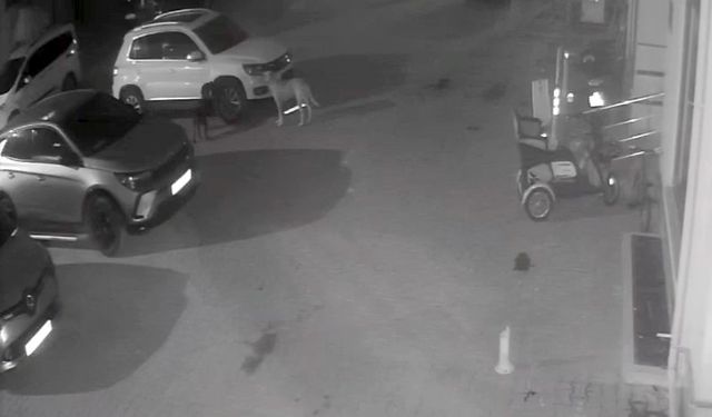 Sokak köpekleri park halindeki aracı parçaladı