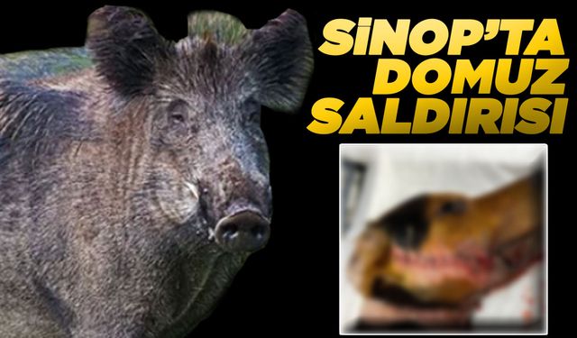 Sinop’ta domuz saldırısına uğrayan köpek yaralandı