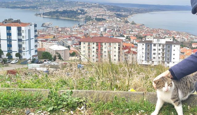 Sinop Çevre Dostları Derneği: “Besleme Yasağı Hukuka Aykırıdır”