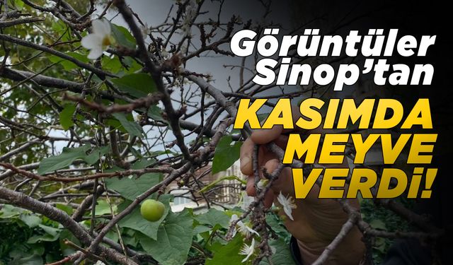 Kasımda meyve veren ağaç şaşırttı