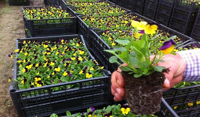 MEVSİMLİK (KIŞLIK) ÇİÇEK ALIMI YAPILACAK