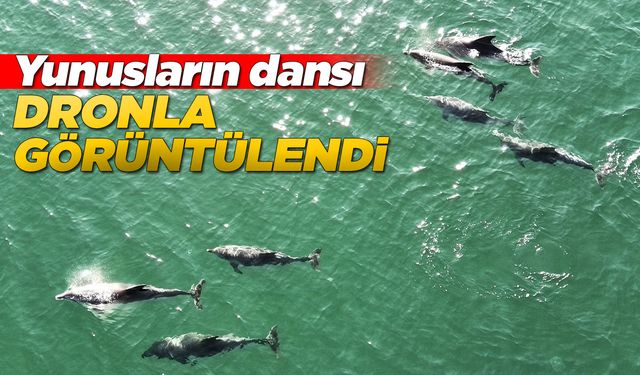 Karadeniz'de dolaşan yunuslar görüntülendi