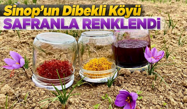 Dünyanın en değerli baharatı Sinop toprağında yetişiyor