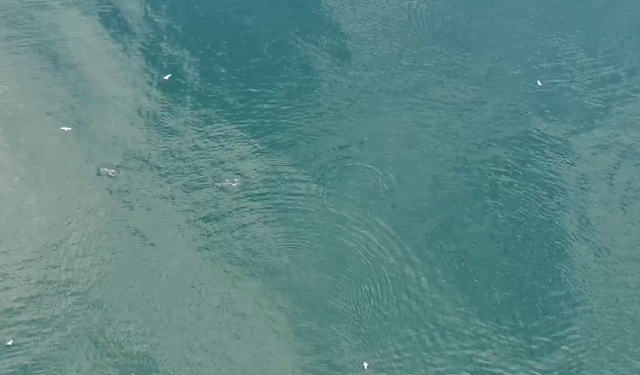 Sinop’ta sürü halinde dolaşan yunuslar görüntülendi