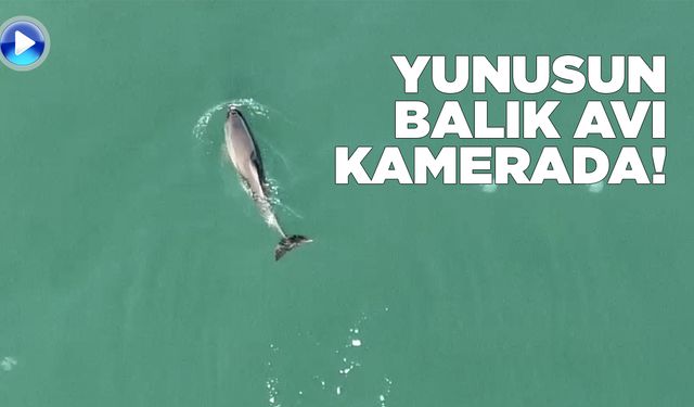Sinop'ta yunusun balık avı kamerada