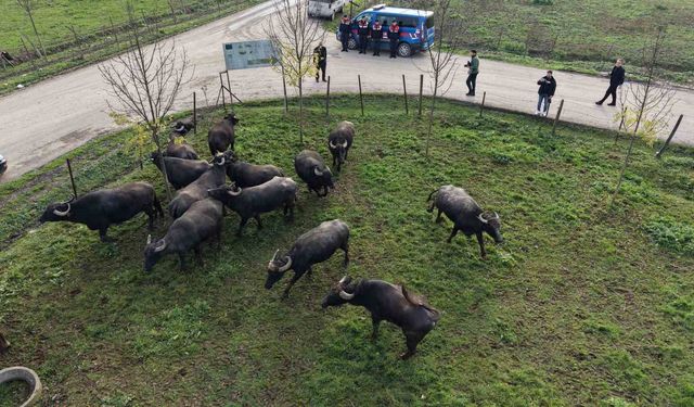 Manda yetiştiriciliğine güçlü destek