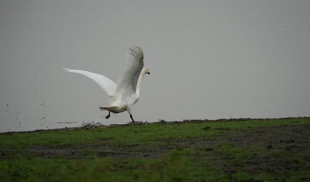 Yaban hayatına merhamet eli