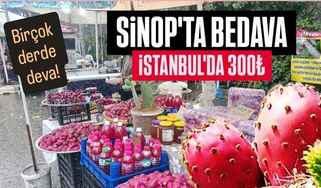 Sinop’ta toplanıyor, İstanbul’da kilosu 300 TL