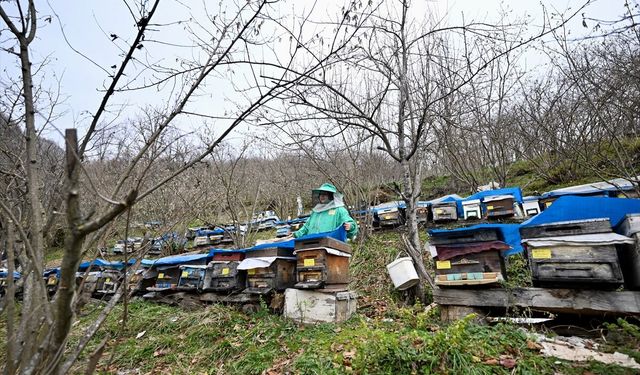 Kadın arıcı mesleğini 45 yıldır sürdürüyor