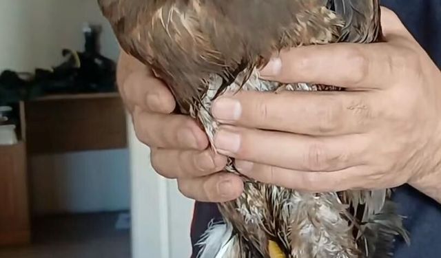 Yaralı halde bulunan şahin koruma altında