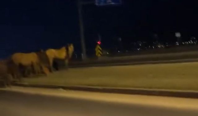 Bolu'da yılkı atları ana yola indi