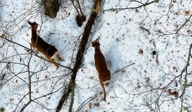 Karacalar karlı ormanda dron ile görüntülendi