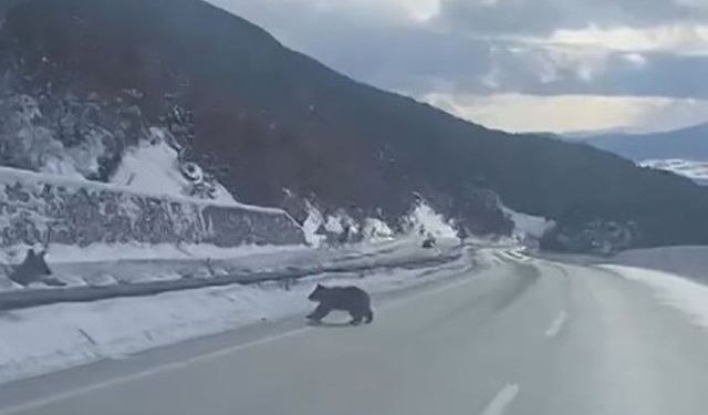 Karda ilerleyemeyen boz ayının o anları güldürdü