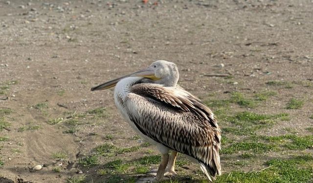 Samsun sahilinde pelikan görüldü