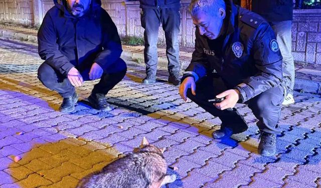 Şehre inen çakala polis ekiplerinden şefkat eli
