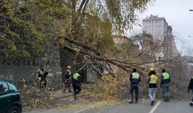 Şiddetli rüzgar ağacı devirdi