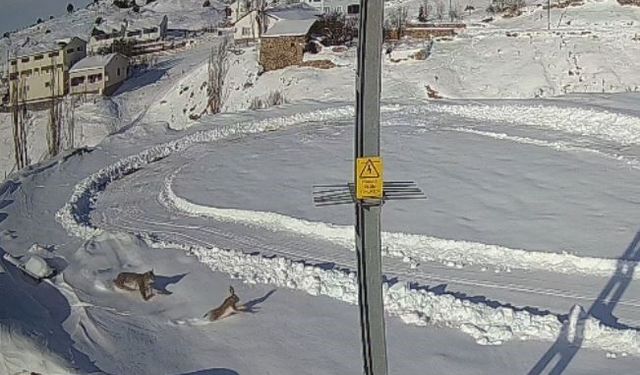 Vaşağın tavşan avı kameraya yansıdı