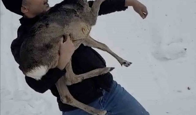 Yaralı halde bulunan yavru karaca koruma altına alındı