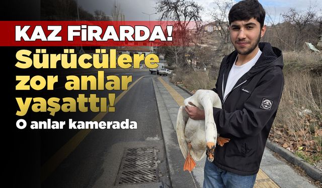 Çiftlikten kaçan kaz sürücülere zor anlar yaşattı