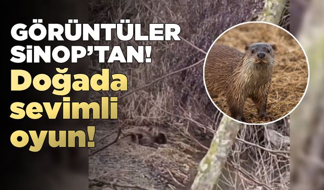 Sevimli yavruların eğlenceli oyunu kamerada