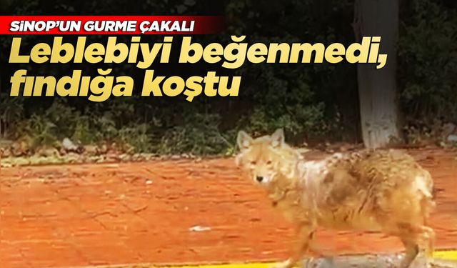 Sinop'un 'gurme' çakalı kameraya yansıdı